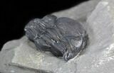 Enrolled Eldredgeops Trilobite In Matrix - New York #40687-3